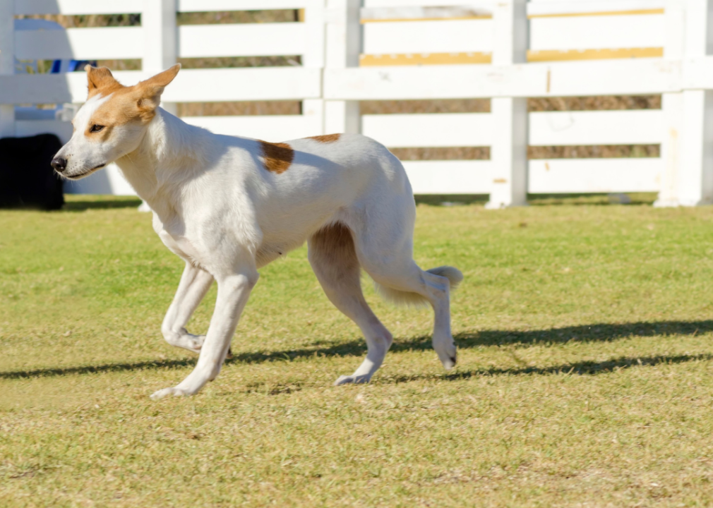 #11. Canaan dog